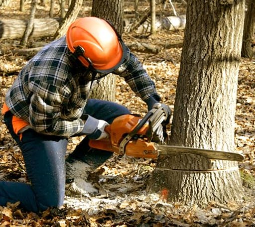 Tree Removal in Moneta, VA